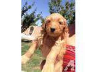 Goldendoodle Puppy for sale in LAGUNA BEACH, CA, USA