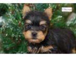 Silky Terrier Puppy for sale in Joplin, MO, USA