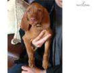 Vizsla Puppy for sale in Orem, UT, USA