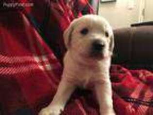 Labradoodle Puppy for sale in Darrington, WA, USA