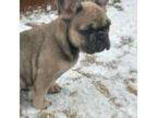 French Bulldog Puppy for sale in Hershey, PA, USA