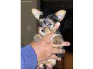 Yorkshire Terrier Puppy for sale in Zion, IL, USA
