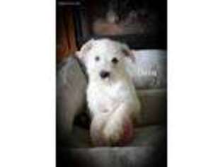 Mutt Puppy for sale in Kenney, IL, USA