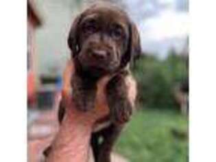 Labrador Retriever Puppy for sale in Thornton, CO, USA
