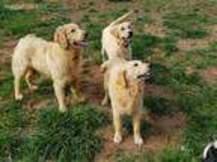 Golden Retriever Puppy for sale in Mc Caysville, GA, USA