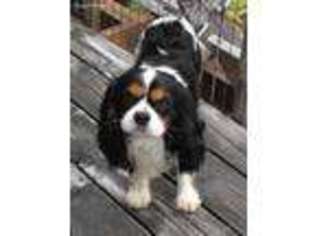 Cavalier King Charles Spaniel Puppy for sale in Tillamook, OR, USA