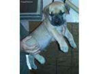 Boerboel Puppy for sale in Milton, FL, USA