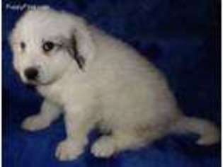 Great Pyrenees Puppy for sale in Johnstown, CO, USA