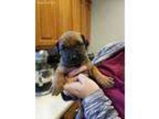 Mastiff Puppy for sale in Prospect, OH, USA
