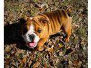 Bulldog Puppy for sale in Defuniak Springs, FL, USA