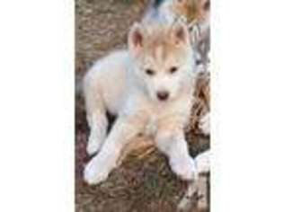 Siberian Husky Puppy for sale in WOODLAND, CA, USA