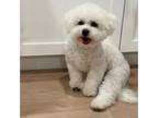 Bichon Frise Puppy for sale in Roseville, CA, USA
