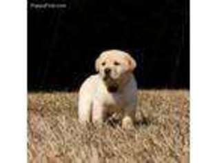 Labrador Retriever Puppy for sale in Easley, SC, USA