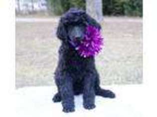 Mutt Puppy for sale in Woodbine, GA, USA