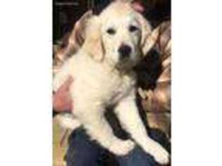 Mutt Puppy for sale in Green Bay, WI, USA