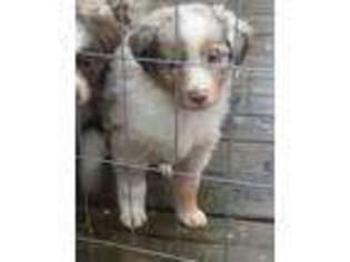 Australian Shepherd Puppy for sale in Glenwood, AR, USA