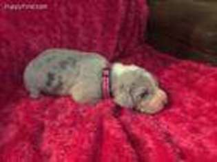 Great Dane Puppy for sale in Brownsville, KY, USA