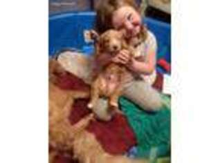 Goldendoodle Puppy for sale in Jonesville, MI, USA