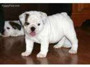 Bulldog Puppy for sale in Cicero, IN, USA