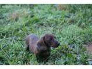 Dachshund Puppy for sale in Seneca, SC, USA