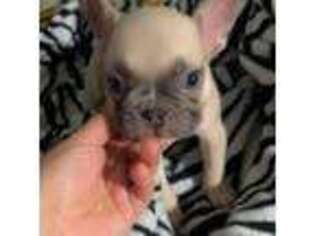French Bulldog Puppy for sale in Ukiah, CA, USA