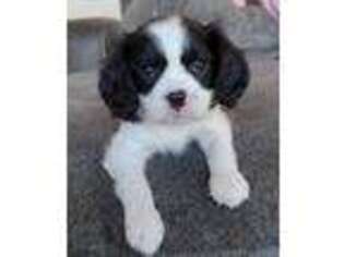 Cavalier King Charles Spaniel Puppy for sale in Yelm, WA, USA