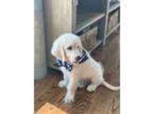 Goldendoodle Puppy for sale in Mounds, OK, USA