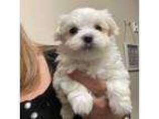 Maltese Puppy for sale in Griffin, GA, USA