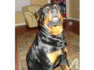 Rottweiler Puppy for sale in SALEM, AL, USA