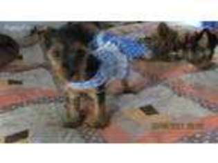Yorkshire Terrier Puppy for sale in Cedaredge, CO, USA
