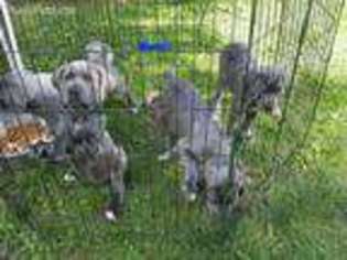 Cane Corso Puppy for sale in Broadalbin, NY, USA