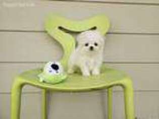 Maltese Puppy for sale in Santa Clarita, CA, USA