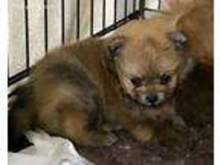 Pomeranian Puppy for sale in Los Alamitos, CA, USA