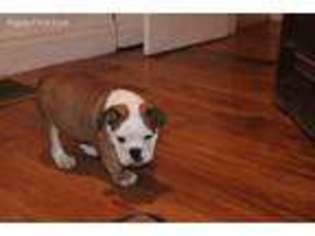 Bulldog Puppy for sale in Grove, OK, USA