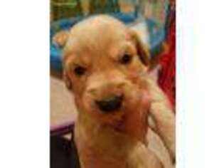 Golden Retriever Puppy for sale in Spring, TX, USA