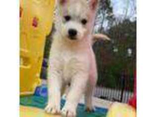 Siberian Husky Puppy for sale in Spencer, MA, USA
