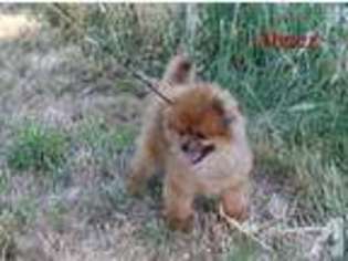 Pomeranian Puppy for sale in ROSEBURG, OR, USA