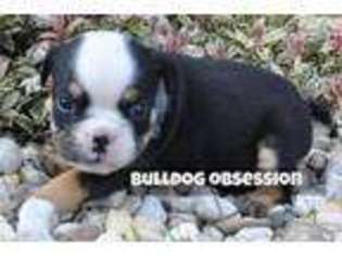 Bulldog Puppy for sale in Sioux Falls, SD, USA