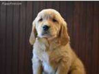 Golden Retriever Puppy for sale in Troy, OH, USA