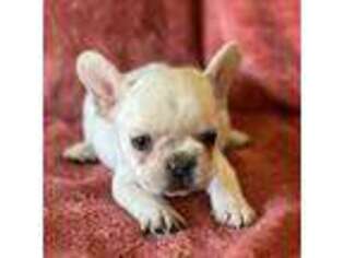 French Bulldog Puppy for sale in Pensacola, FL, USA
