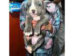 Mastiff Puppy for sale in Detroit, MI, USA