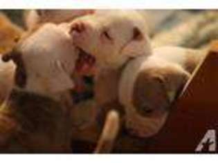 American Bulldog Puppy for sale in BREMERTON, WA, USA
