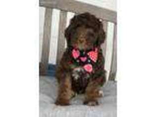 Labradoodle Puppy for sale in Wilmington, IL, USA