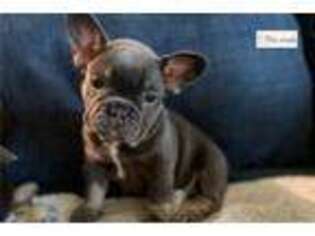 French Bulldog Puppy for sale in Mobile, AL, USA