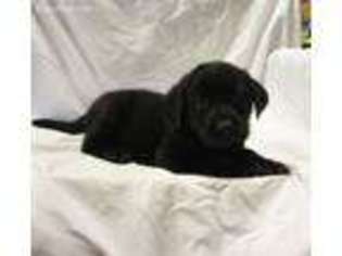 Labrador Retriever Puppy for sale in Stigler, OK, USA