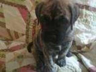 Mastiff Puppy for sale in Carthage, TX, USA