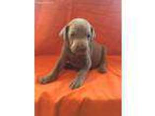 Weimaraner Puppy for sale in Mc Clure, PA, USA