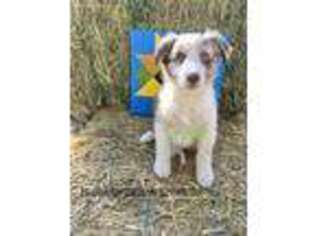 Australian Shepherd Puppy for sale in Willits, CA, USA