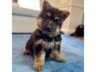 German Shepherd Dog Puppy for sale in Mount Airy, GA, USA