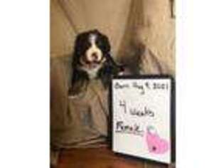 Bernese Mountain Dog Puppy for sale in Ceres, VA, USA